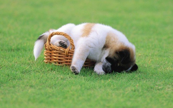 sleeping-dogs-puppy-dog-basket-grass-sleep-animals-free-hd-356487